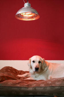 What are heat lamps for dogs?